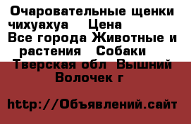 Очаровательные щенки чихуахуа  › Цена ­ 25 000 - Все города Животные и растения » Собаки   . Тверская обл.,Вышний Волочек г.